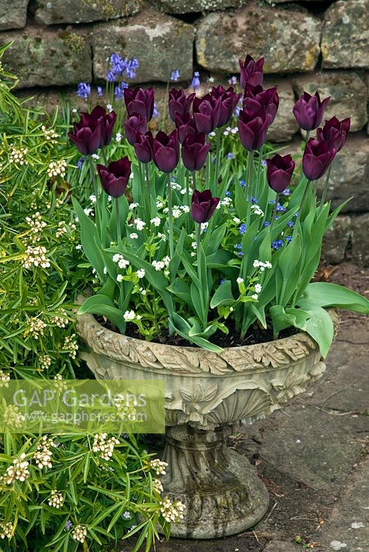 Tulipa 'Queen of the Night' dark plum-purple flowers planted in ornate container in Springtime at the Dorothy Clive Garden, Willoughbridge, Staffordshire