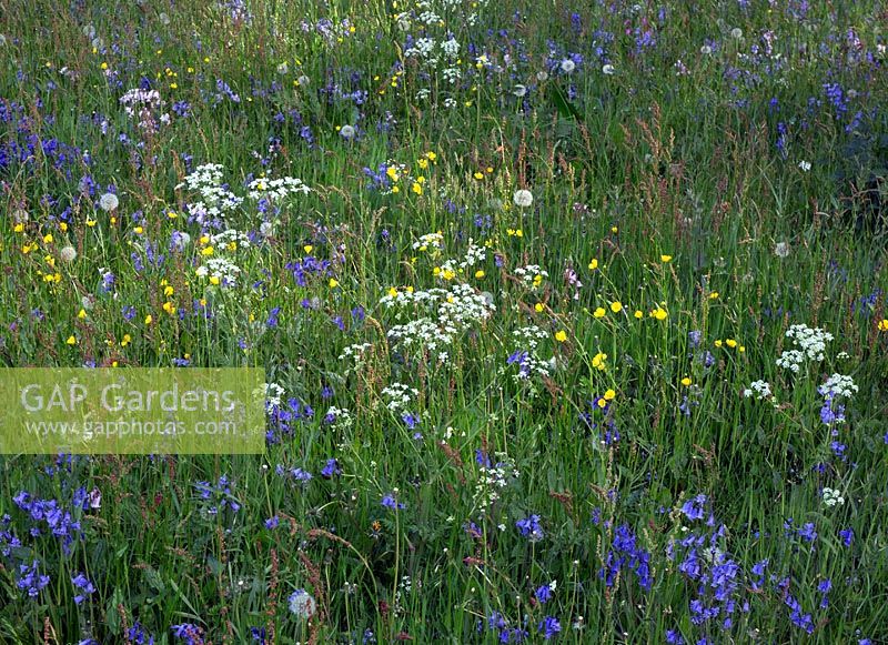Wildflower Meadow in spring at Shugborough Parkland, Staffordshire 
