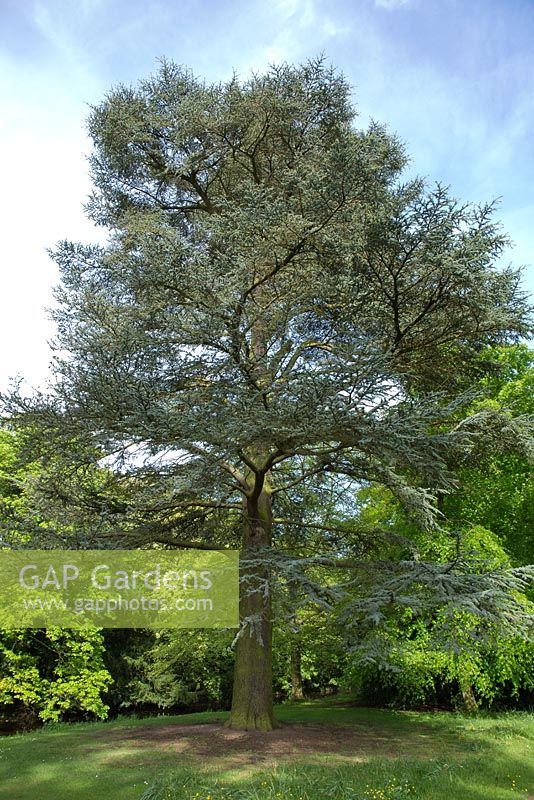 Cedrus atlantica glauca - Mature Blue Atlas Cedar, a coniferous tree in Shugborough parkland, Staffordshire