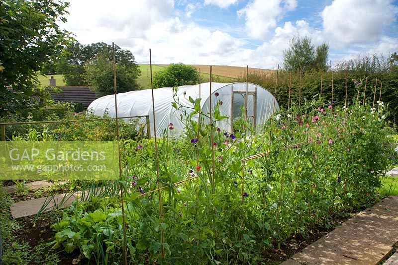 Kitchen garden featuring trained sweet peas, vegetable beds and polytunnel