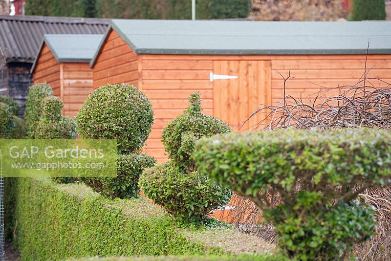 Variety of topiary shapes on privet hedge