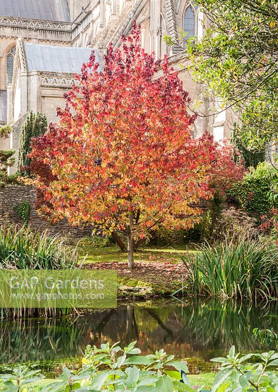 Liquidambar with Wells Cathedral behind and the well pool in front from which the town takes its name.