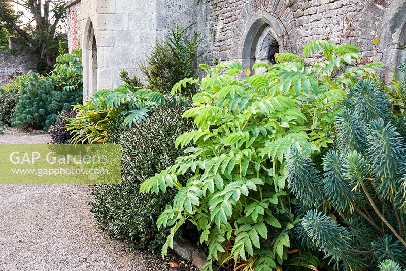 A border of bold foliage plants includes euphorbias, Melianthus major, hebes, Pittosporum 'Tom Thumb' and hedychiums against a wall of the ruined Great Hall at the Bishop's Palace in Wells, Somerset