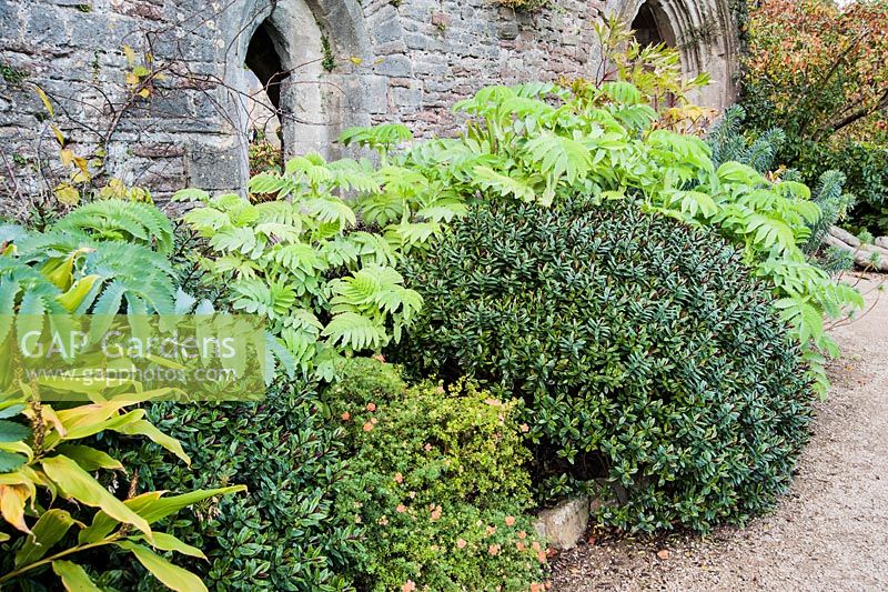 A border of bold foliage plants includes Melianthus major, hebes, potentillas and hedychiums against a wall of the ruined Great Hall at the Bishop's Palace in Wells, Somerset