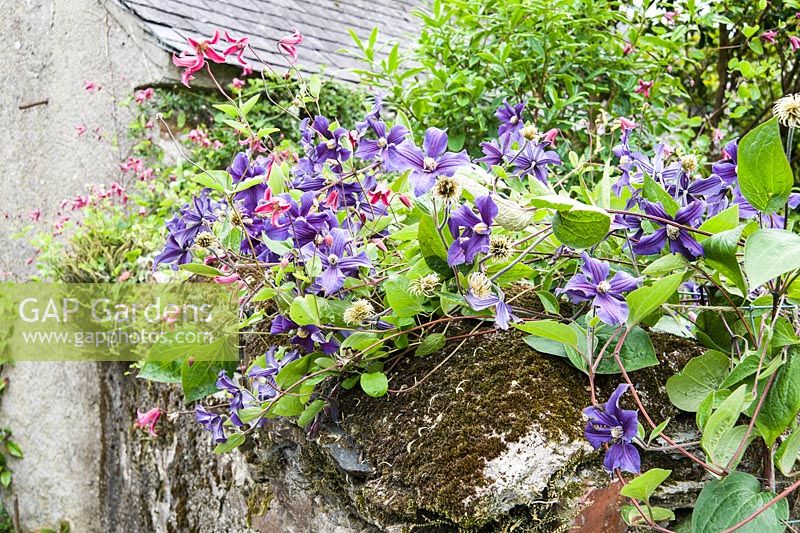 Wall with clematis scrambling over the top. The Bay Garden, Camolin, Co Wexford, Ireland