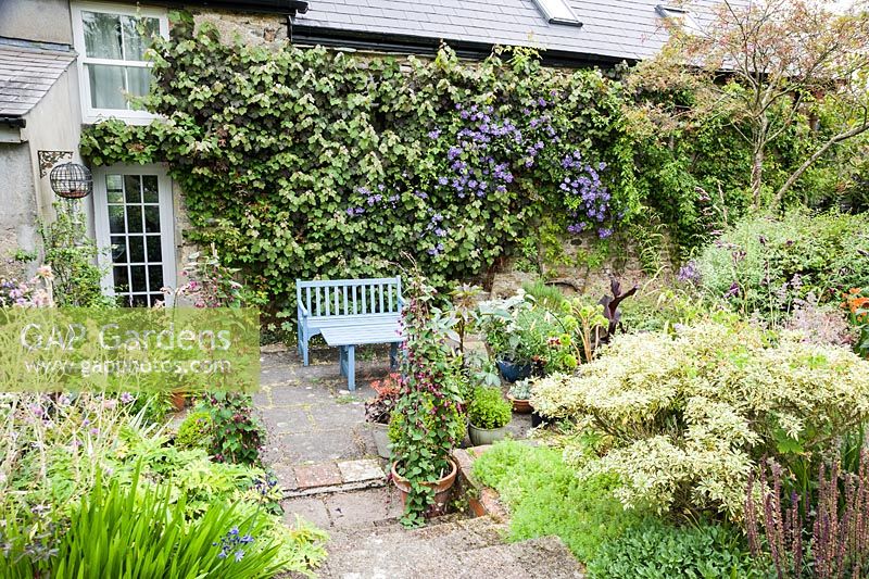 Blue painted seat on one side of the house is framed by climbers including Clematis 'Perle d'Azur' and Vitis vinifera 'Purpurea' and surrounded by pots containing tender perennials and annuals including ricinus, pelargoniums and Rhodochiton atrosanguineus. The Bay Garden, Camolin, Co Wexford, Ireland