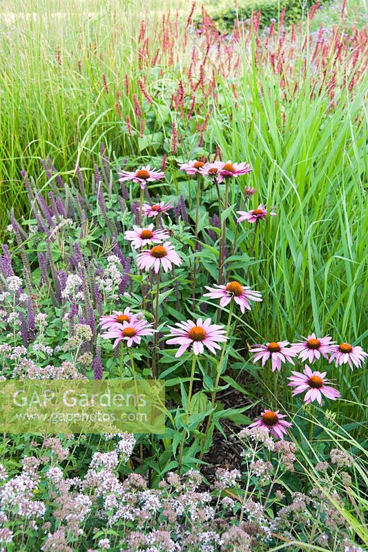 The Barn Garden is a mix of grasses and late flowering perennials including echinaceas and Teucrium hircanicum. The Bay Garden, Camolin, Co Wexford, Ireland