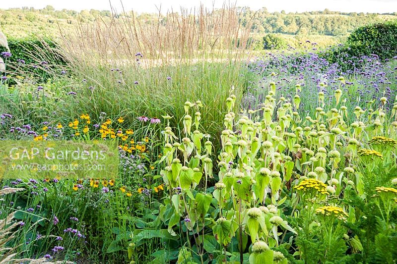 The Barn Garden is a mix of grasses and late flowering perennials including Phlomis russeliana, heleniums, Verbena bonariensis and crested tansy, Tanacetum vulgare var. crispum. The Bay Garden, Camolin, Co Wexford, Ireland