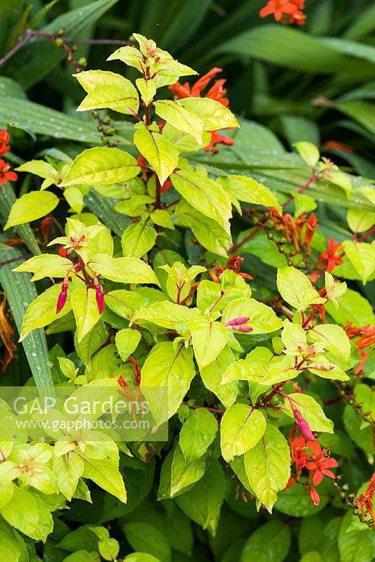 Fuchsia 'Genii'. The Bay Garden, Camolin, Co Wexford, Ireland