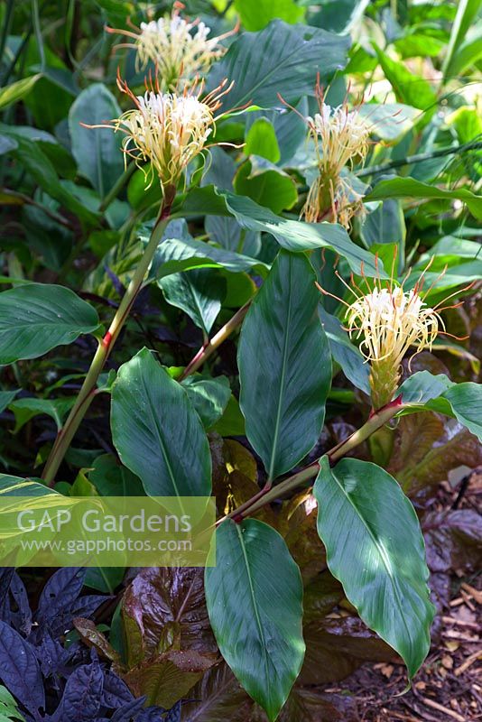 Hedychium ellipticum - Ginger lily, underplanted with Lettuce 'Nymens'.
