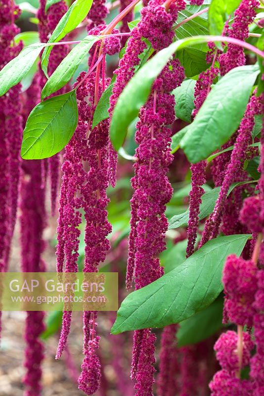 Amaranthus cordatus - love-lies-bleeding. The leaves are used in Jamaican cuisine to make Kallalo, and the seeds are edible too.