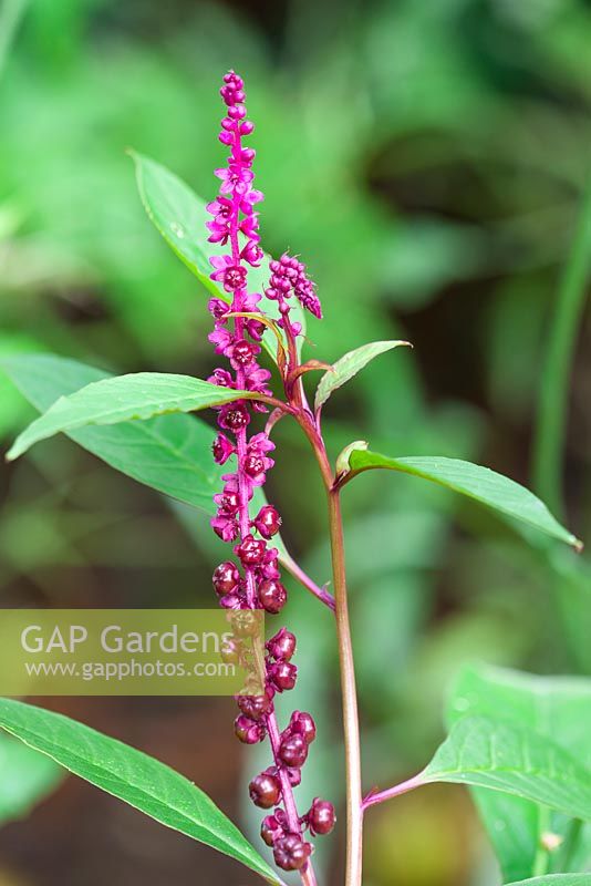 Phytolacca icosandra 'Laca Boom', pokeweed or poke salad plant. Leaves may be eaten when young but become toxic as they age. Fruits are used as a dye.
