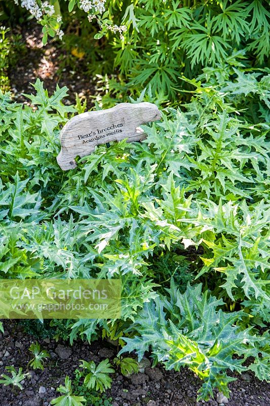 Acanthus mollis with Wooden plant label in the shape of a bear for Bear's Breeches in the Children's Garden.