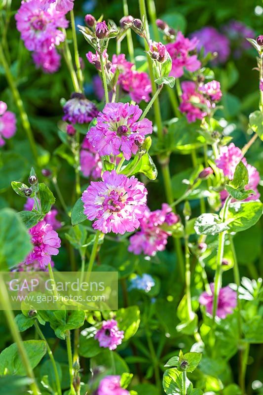Silene dioica 'Flore Pleno', double red campion