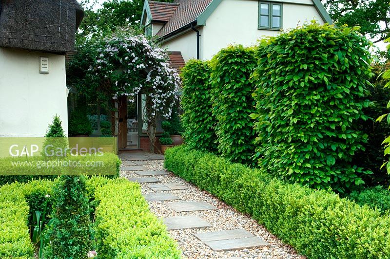 Gravel and paving slab path leading to front door entrance of a thatched country cottage. Clematis over the porch flanked by containers of topiary hornbeam hedge and low box hedging 