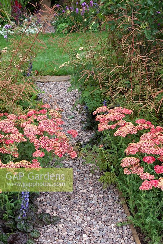 Achillea milefolium 'Paprika' lining the gravel path between perennial borders in 'The Perennial Legacy Garden supported by Glendale' at RHS Tatton Flower Show 2015