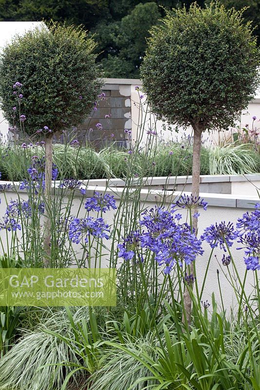 Viburnum tinus, lollipop shaped trees and agapanthus framing low walls in 'R Space' in RHS Tatton Flower Show 2015