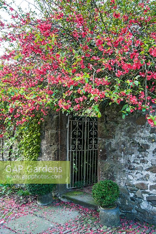 Ornamental quince forms a canopy over the gate leading from the courtyard into the garden. Summerdale House, Lupton, Cumbria, UK