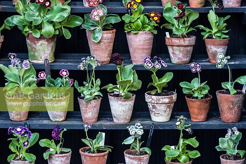 Primula auriculas displayed in a traditional theatre, used to protect the flowers from rain. Cumbria, UK