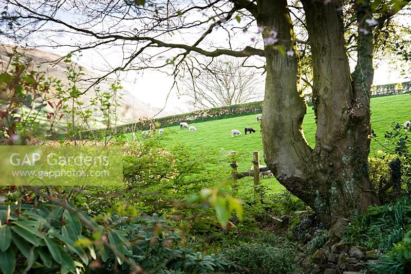 Views out of the garden reach to Farleton Knot, across farmland where sheep graze. Cumbria, UK
