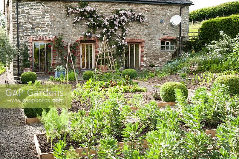 Formal vegetable garden to the east of the house features raised beds and box spheres, with pink Rosa 'Francis E Lester' and red Rosa 'Hamburger Phoenix' on the wall behind. Upper Tan House, Stansbatch, Herefordshire, UK