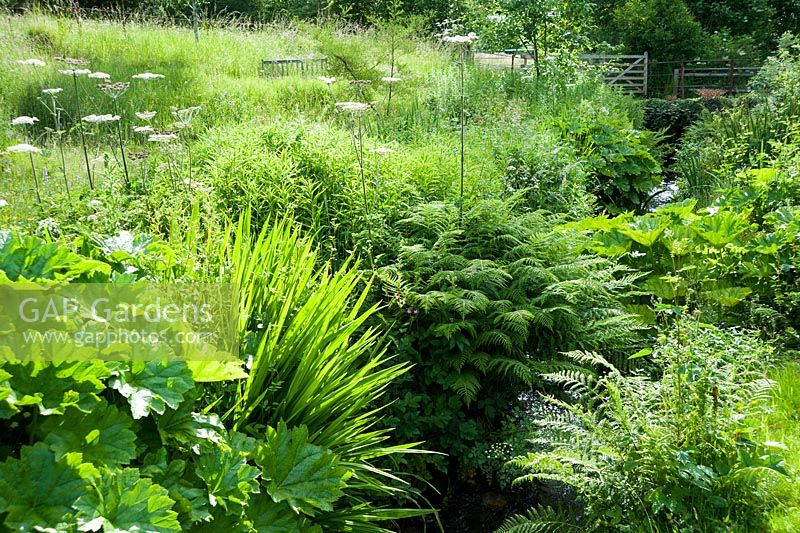 The Stansbatch brook runs through the garden edged with moisture lovers including Darmera peltata and ferns. Upper Tan House, Stansbatch, Herefordshire, UK