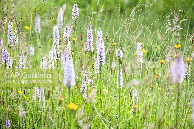 Common spotted orchid, Dactylorhiza fuchsii.  Upper Tan House, Stansbatch, Herefordshire, UK