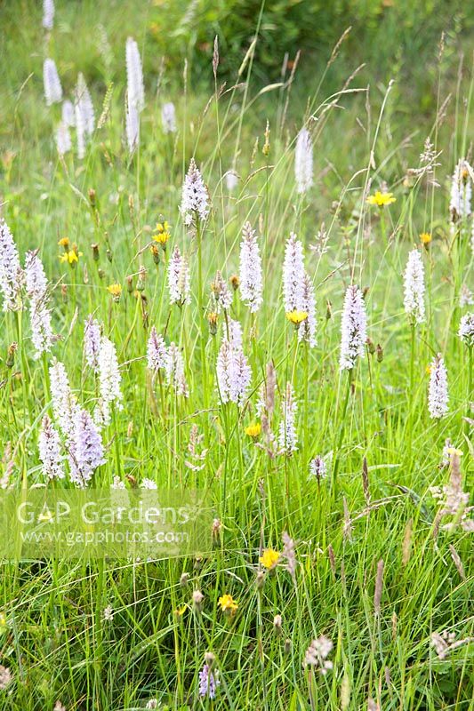 Damp meadow full of common spotted orchid, Dactylorhiza fuchsii. Upper Tan House, Stansbatch, Herefordshire, UK