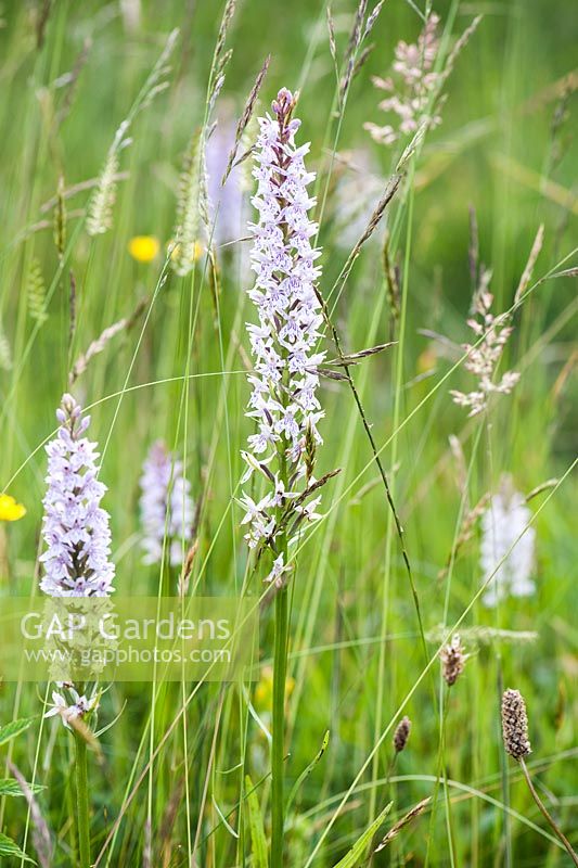 Dactylorhiza fuchsii - Common spotted orchid. Upper Tan House, Stansbatch, Herefordshire, UK

