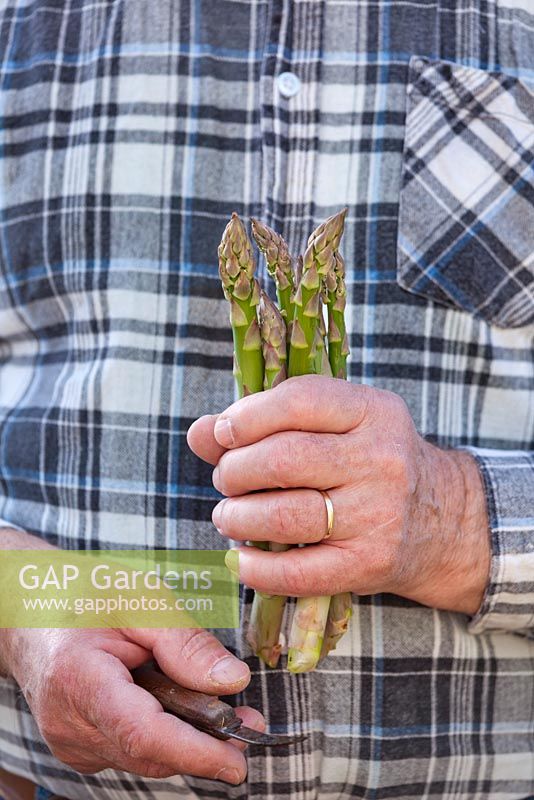 Man harvesting asparagus