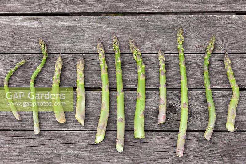 Harvested home grown asparagus.