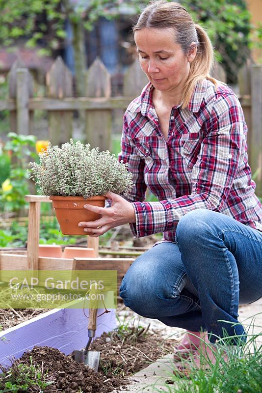 Planting herbs Thymus x citriodorus Silver Queen