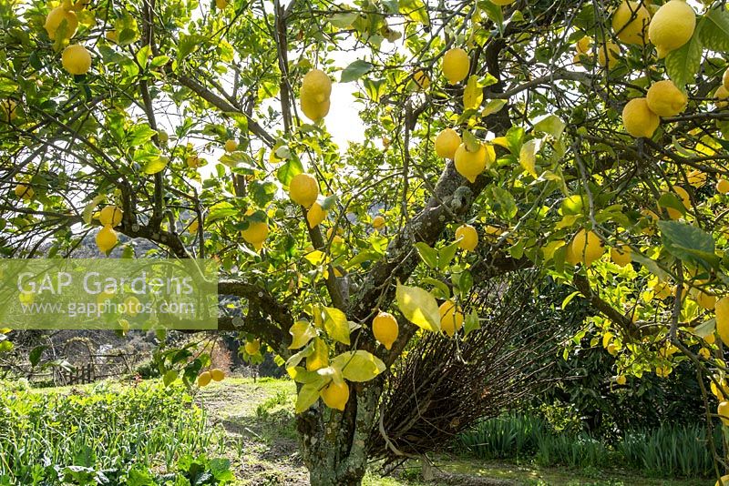 Citrus limon - Lemon tree in Spring, La Huerta, Andalucia, Spain.