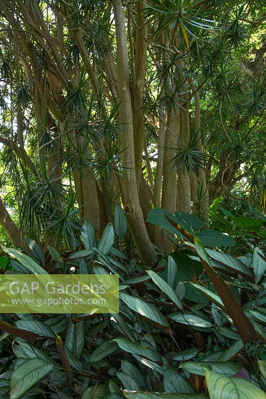 Ctenanthe setosa growing in understorey of Dracaena reflexa var linearifoila. Late summer, Royal Botanic Garden Sydeney, NSW, Australia