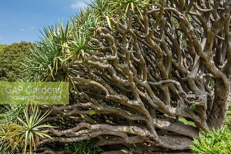 Dracaena draco - Dragon tree. Late summer, The Domain, Sydney, NSW, Australia