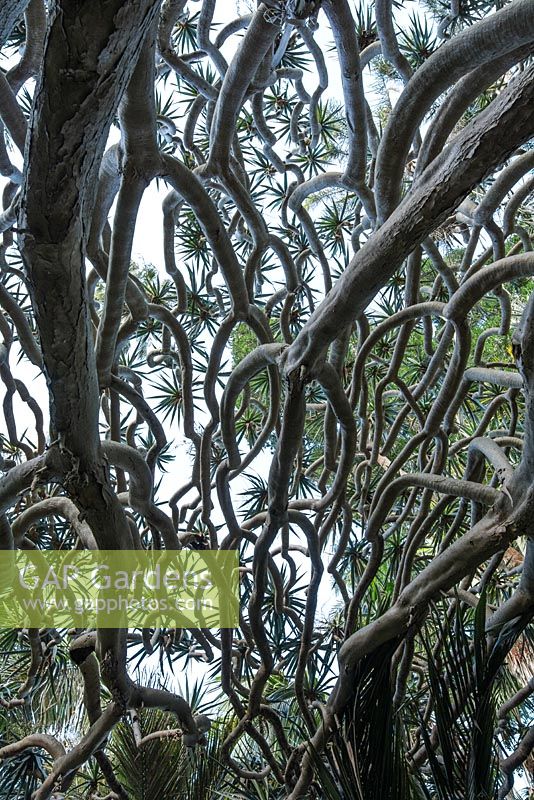 Dracaena draco - Dragon tree. Late summer, Royal Botanic Garden Sydney, NSW, Australia