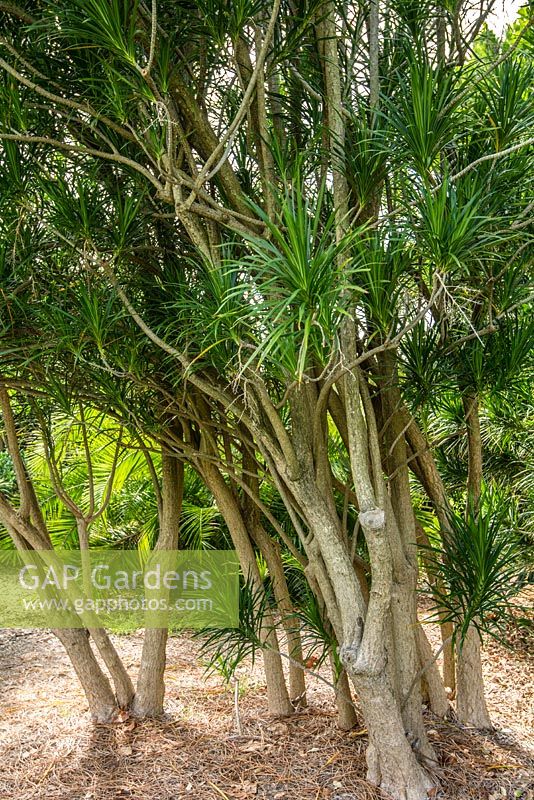 Dracaena reflexa var. linearifolia. Late summer, Royal Botanic Garden Sydney, NSW, Australia