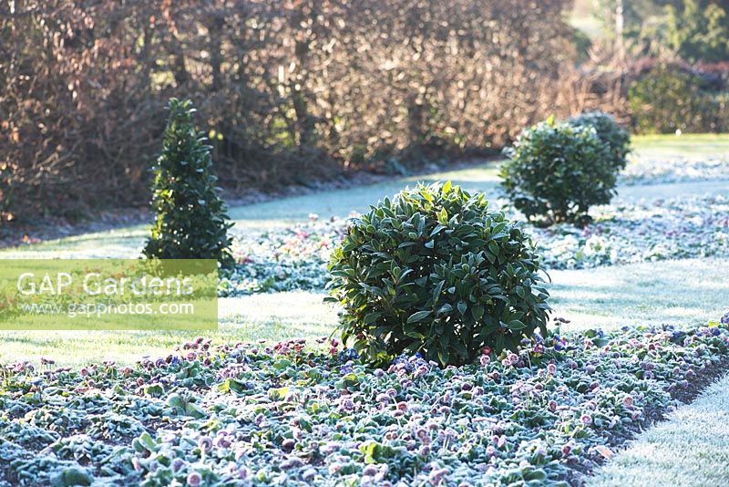 Laurus nobilis topiary balls and cones in formal garden surrounded by Bellis perennis 'Bellissima rose' covered with frost in winter. RHS Garden Wisley, Surrey   