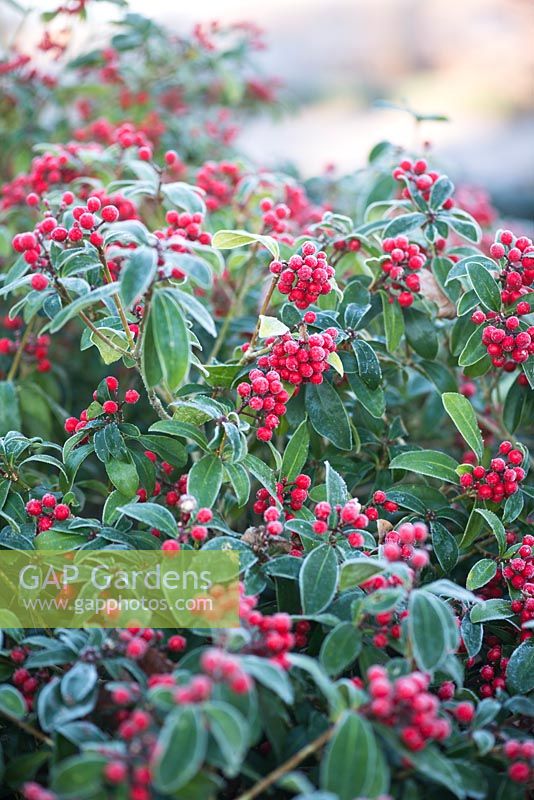 Skimmia japonica 'Tansley Gem' - Red berries covered with frost 