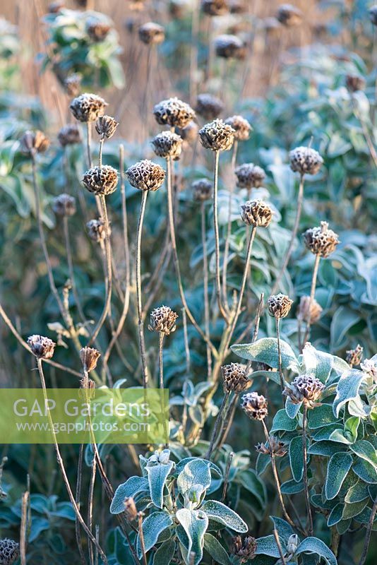Phlomis anatolica 'Lloyd's Variety' - Seedheads covered with frost