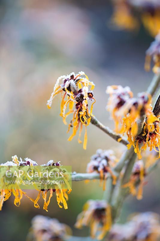 Hamamelis x intermedia 'Harry' AGM witch hazels covered with frost in winter