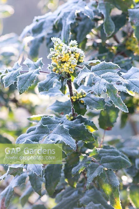 Mahonia x wagneri 'Pinnacle' - Oregon grape 'Pinnacle' - AGM covered with frost in winter  