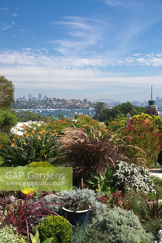 Mixed planting of perennials, grasses and succulents with a view to Sydney Harbour.