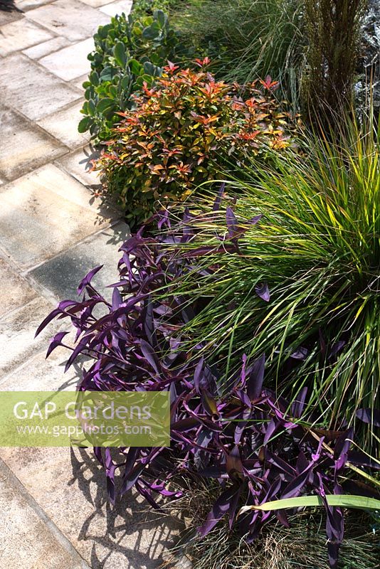 Tradescantia pallida, 'PurpleHeart', Lomandra 'Tanika' and Alternanthera ficoidea, 'Calico Plant' in a mixed planting with grasses and succulents.
