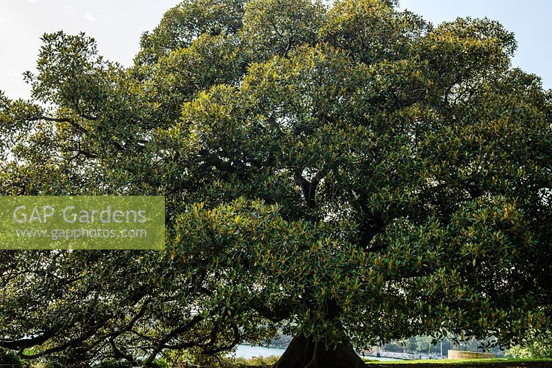 Ficus macrophylla - Moreton Bay fig. Late summer, The Domain, Sydney, NSW, Australia