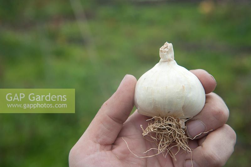 Allium sativum var sativum ssp silverskin subvar creole 'Cledor'.  Person holding harvested garlic bulb