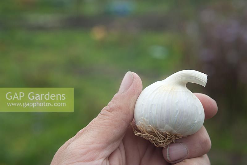 Allium sativum var ophioscorodon 'Rose de Lautrec' Person holding harvested bulb of garlic .