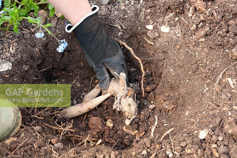 Planting a Dahlia tuber