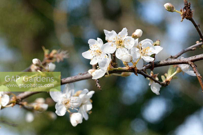 Prunus salicina 'Lizzie' - Asian plum flowers
