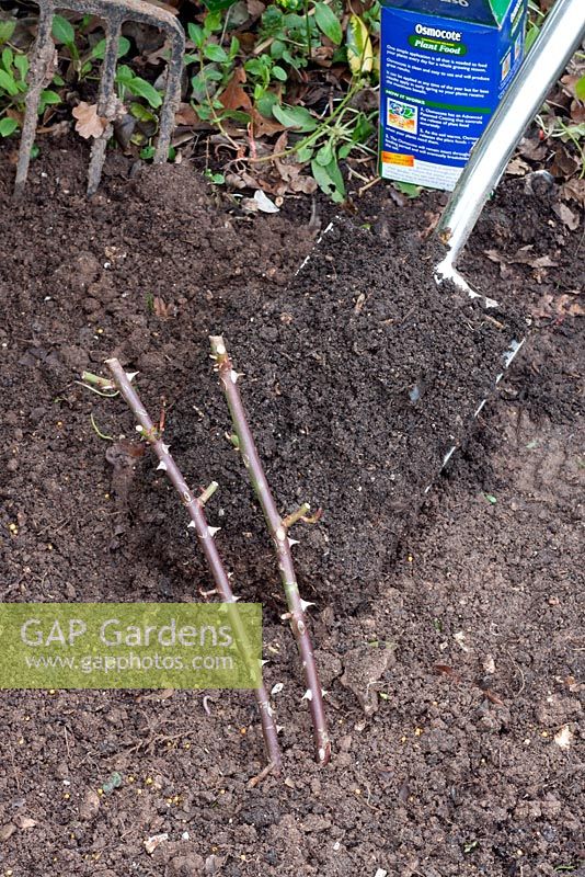 Planting a pot grown Rambling Rosa 'Kiftsgate' - mulch with well rotted manure